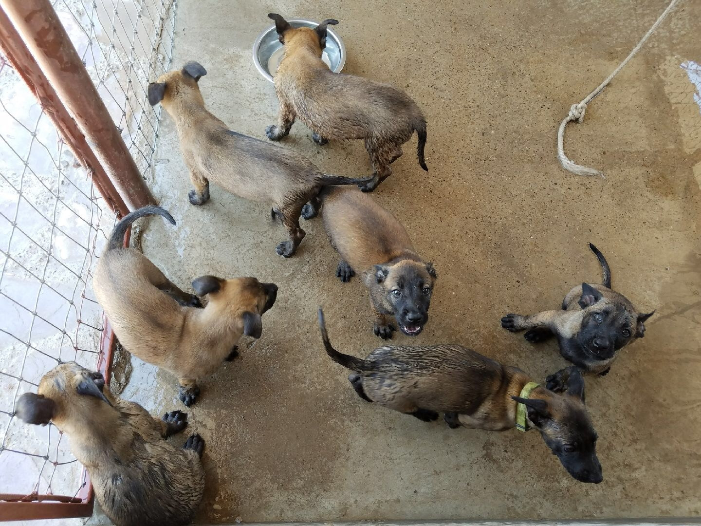 56 Top Photos Belgian Sheepdog Puppies For Sale In Texas : AKC Belgian Malinois Puppies for Sale & Adoption Texas