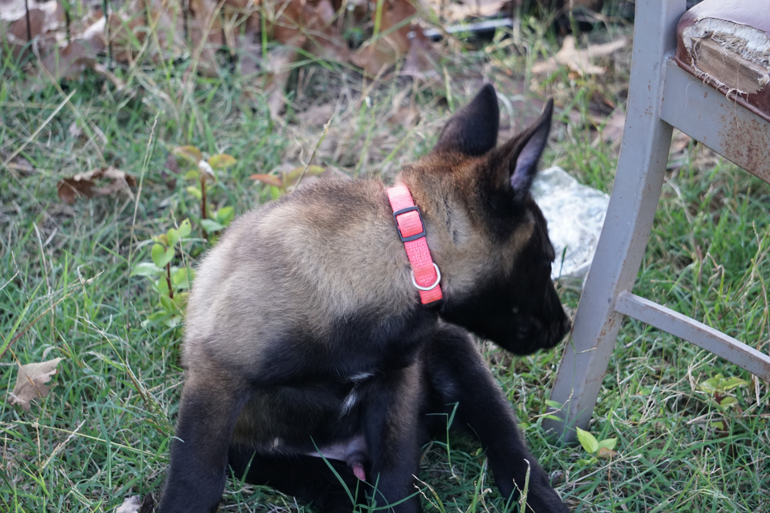 Belgian Shepherd Dog (Malinois) Puppies For Sale | Noble ...