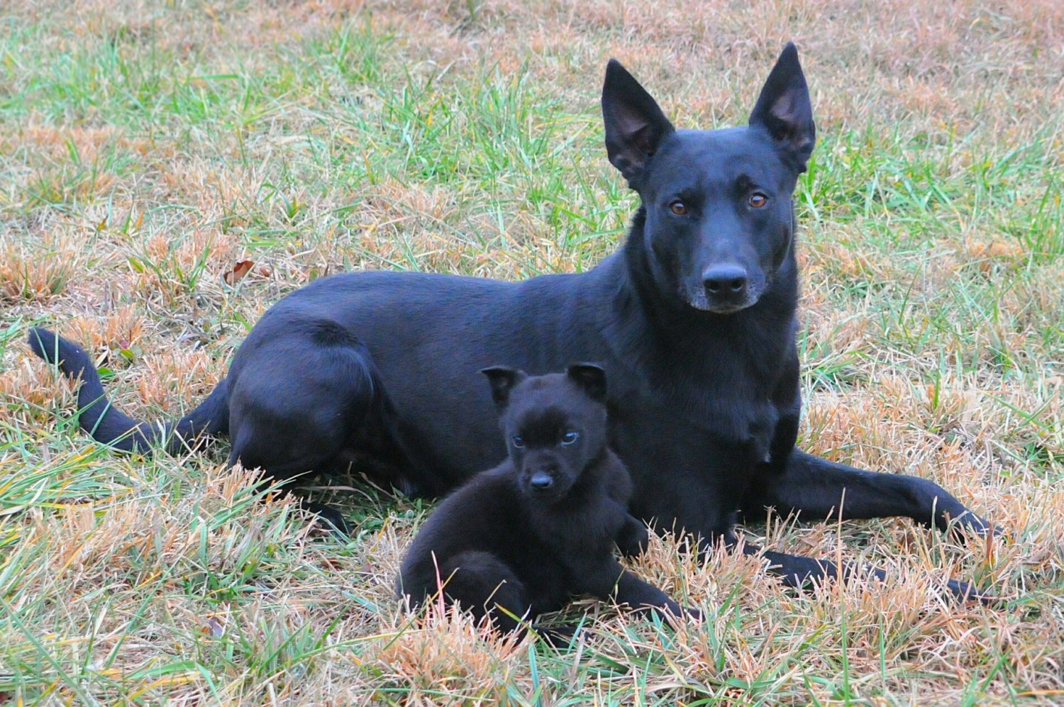 Belgian Shepherd Dog (Malinois) Puppies For Sale Springfield, MO 316127