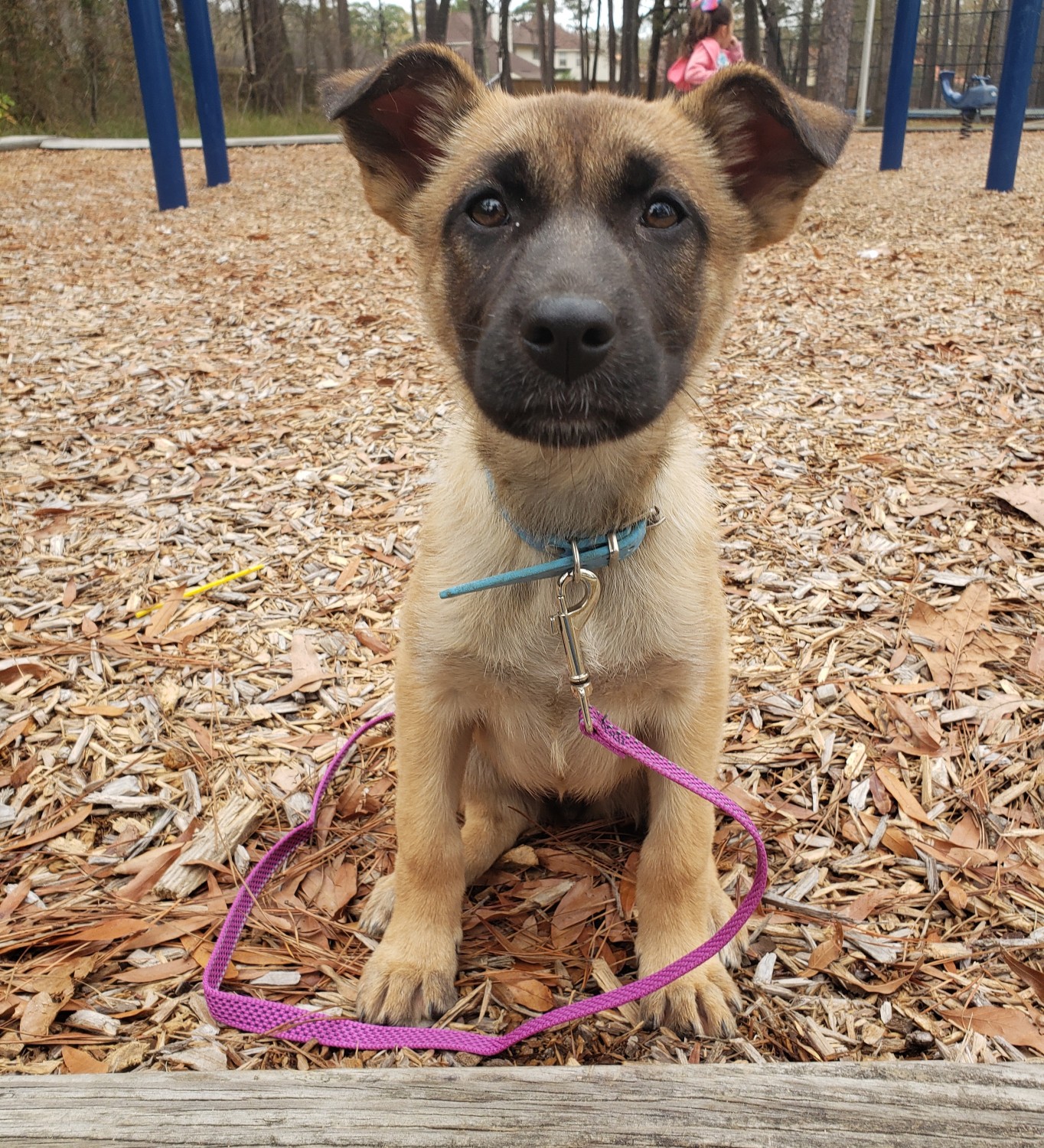 Belgian Shepherd Dog (Malinois) Puppies For Sale | Baytown, TX #320038