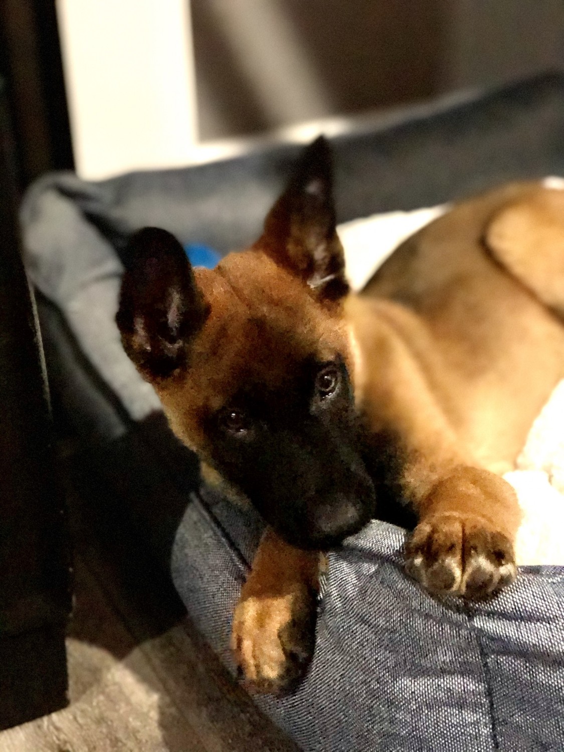 Belgian Shepherd Dog (Malinois) Puppies For Sale Manassas Park, VA 321426