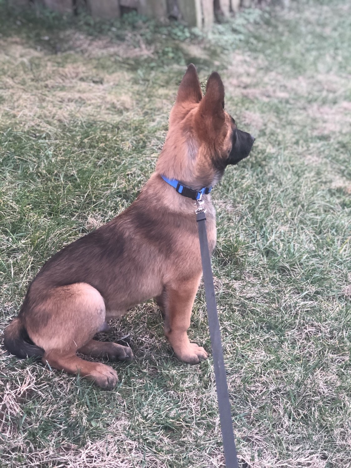 Belgian Shepherd Dog (Malinois) Puppies For Sale Manassas Park, VA 321427