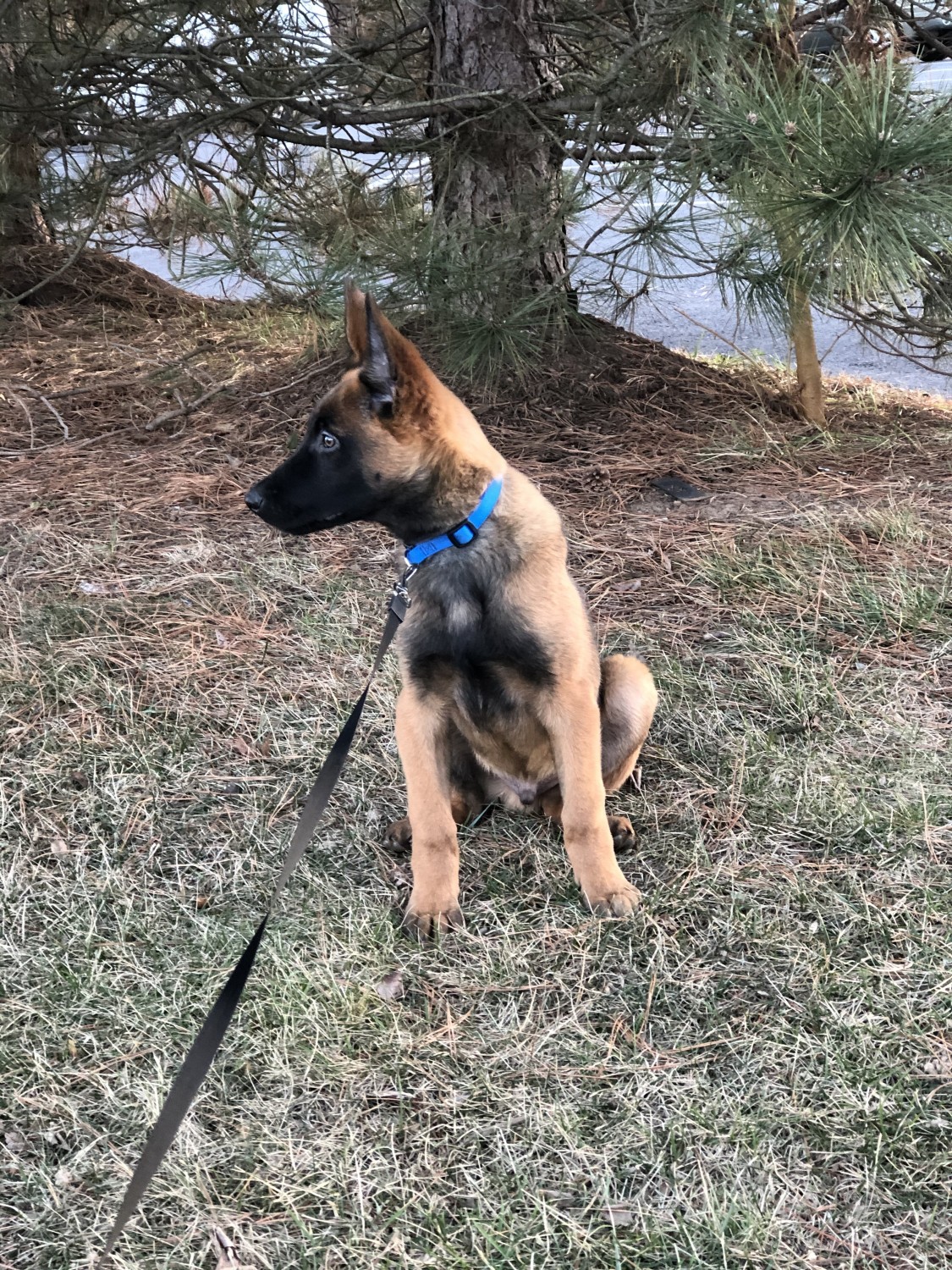 Belgian Shepherd Dog (Malinois) Puppies For Sale Manassas Park, VA 321427