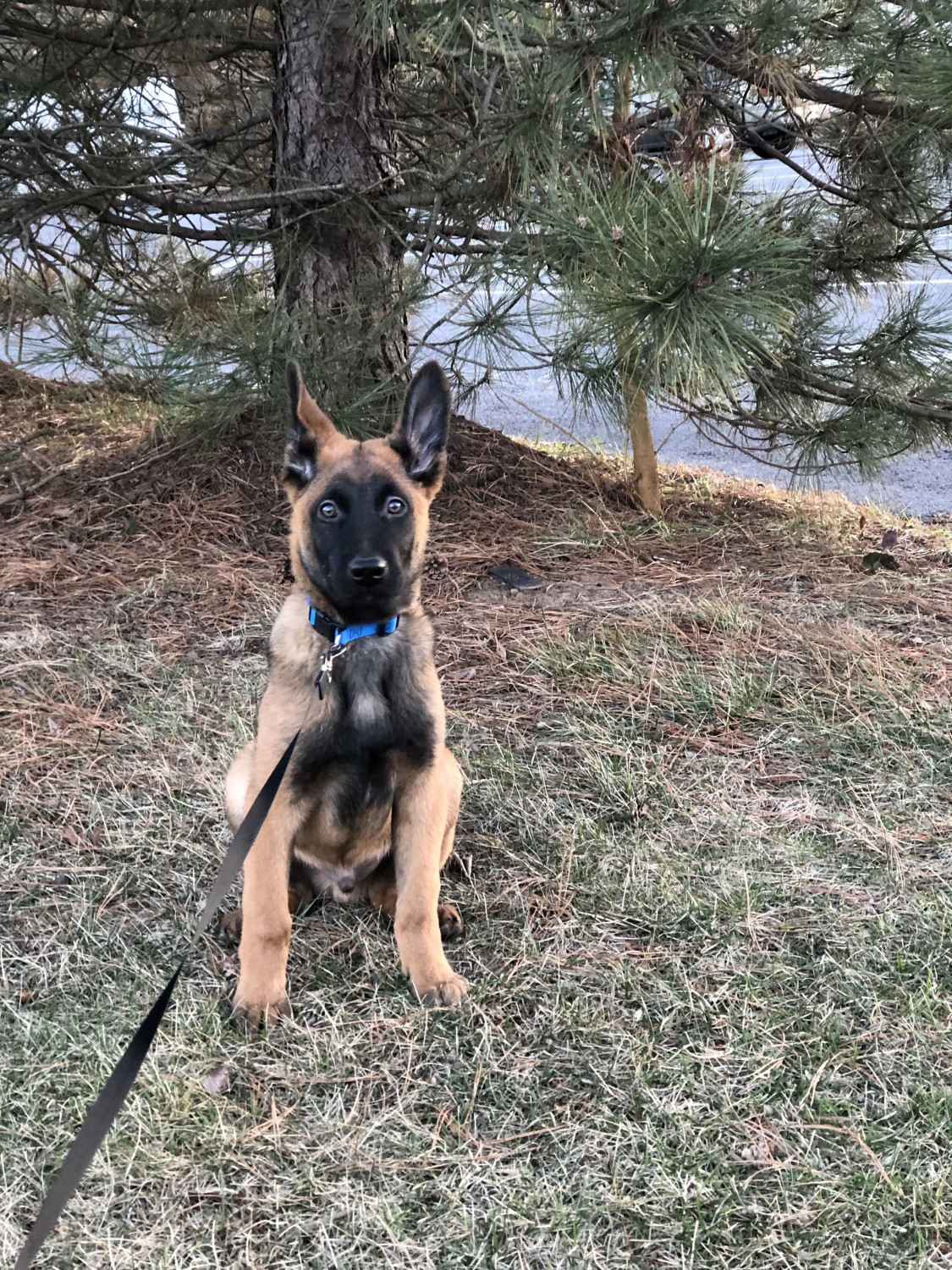 Belgian Shepherd Dog (Malinois) Puppies For Sale Manassas Park, VA 321427