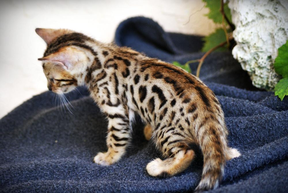 Bengal Cats For Sale Madison, WI 139401 Petzlover