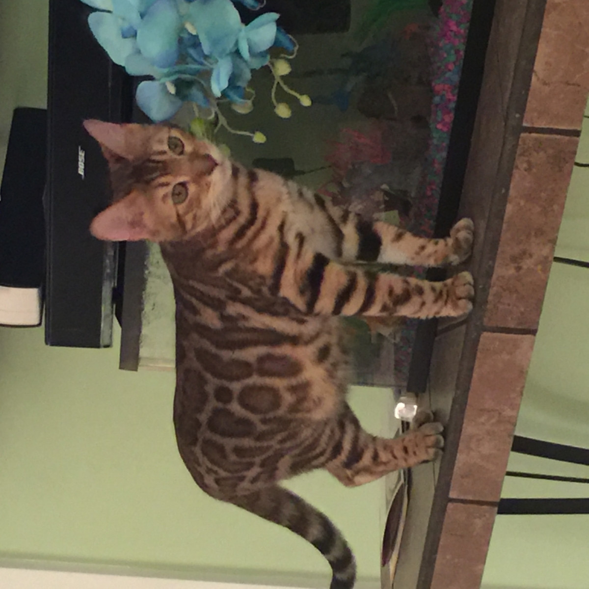 Bengal Cats For Sale | Dayton, OH #162883 | Petzlover