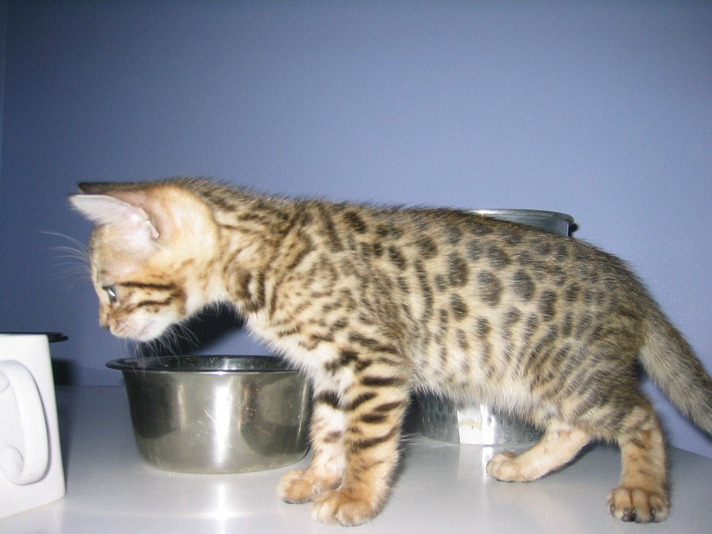 Bengal Cats For Sale Owensboro, KY 175110 Petzlover