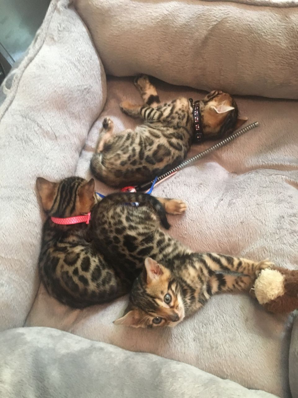 Bengal Cats For Sale Phoenix, AZ 193144 Petzlover