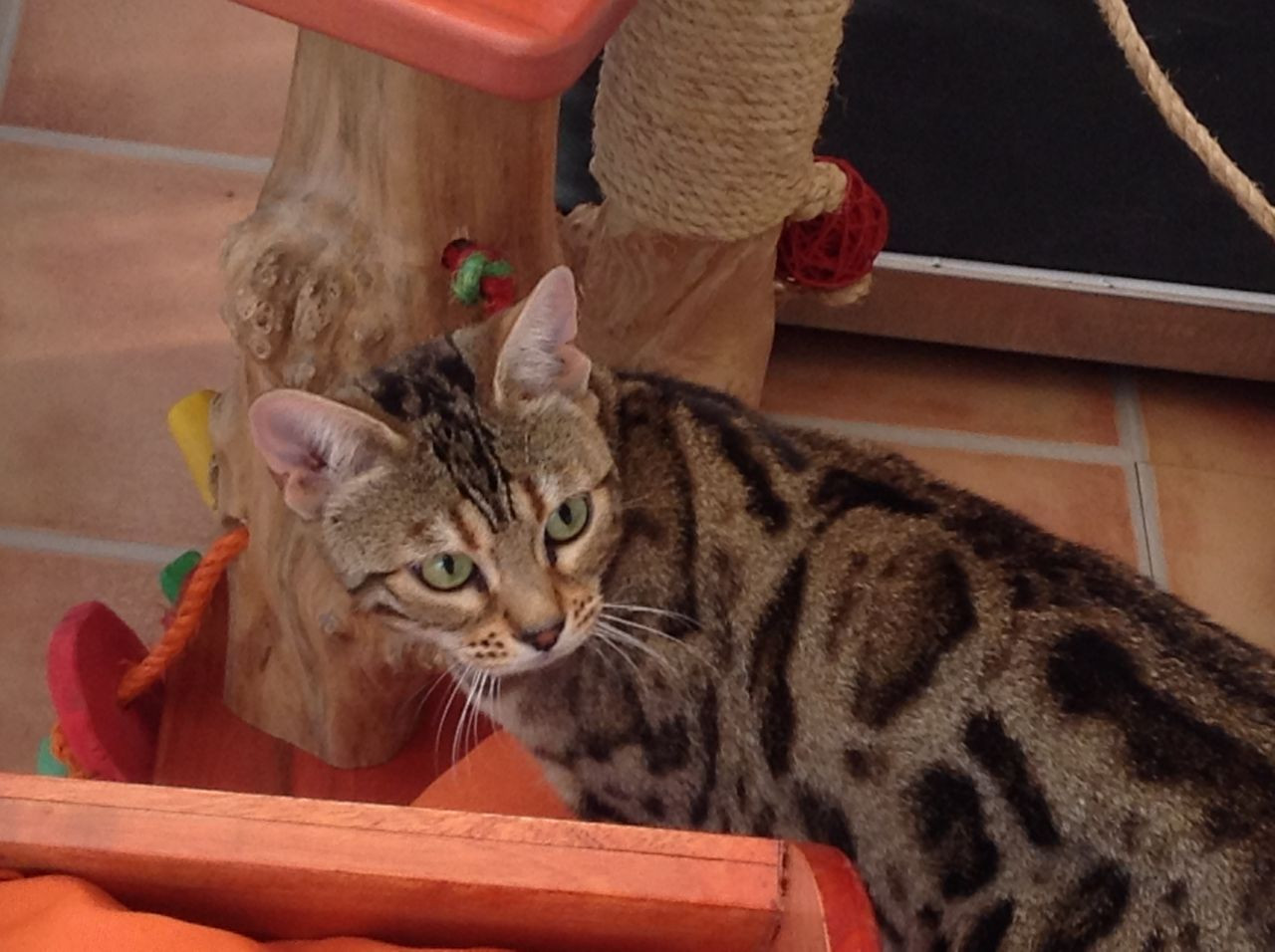 Bengal Cats For Sale North Carolina Central University, Durham, NC