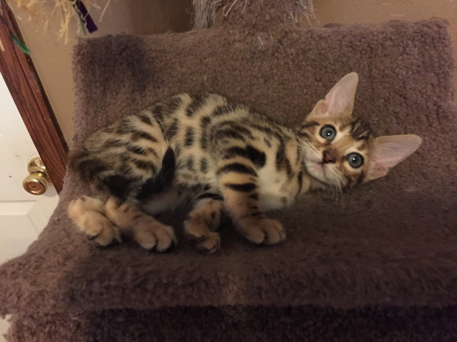 Bengal Cats For Sale Sheboygan, WI 239765 Petzlover