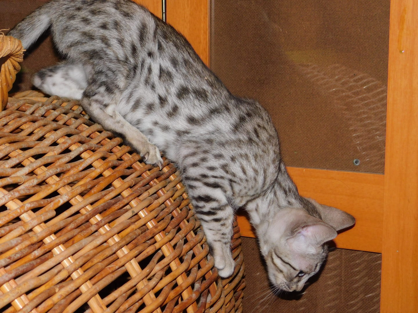 Bengal Cats For Sale Gladwin, MI 242428 Petzlover