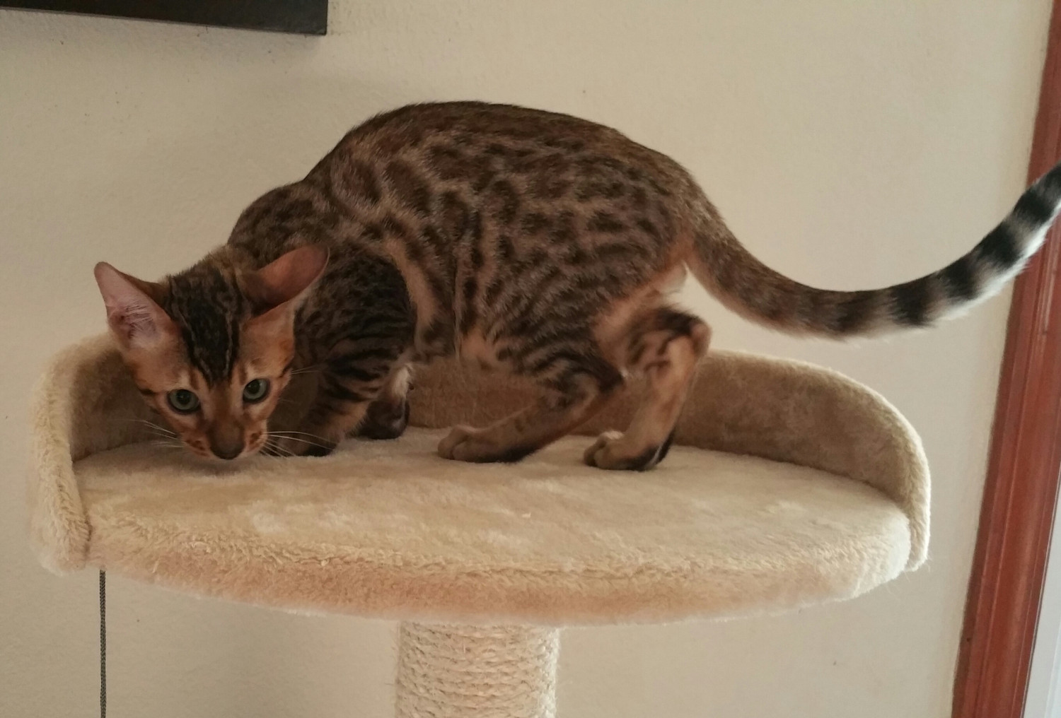 Bengal Cats For Sale Newalla, OK 243839 Petzlover