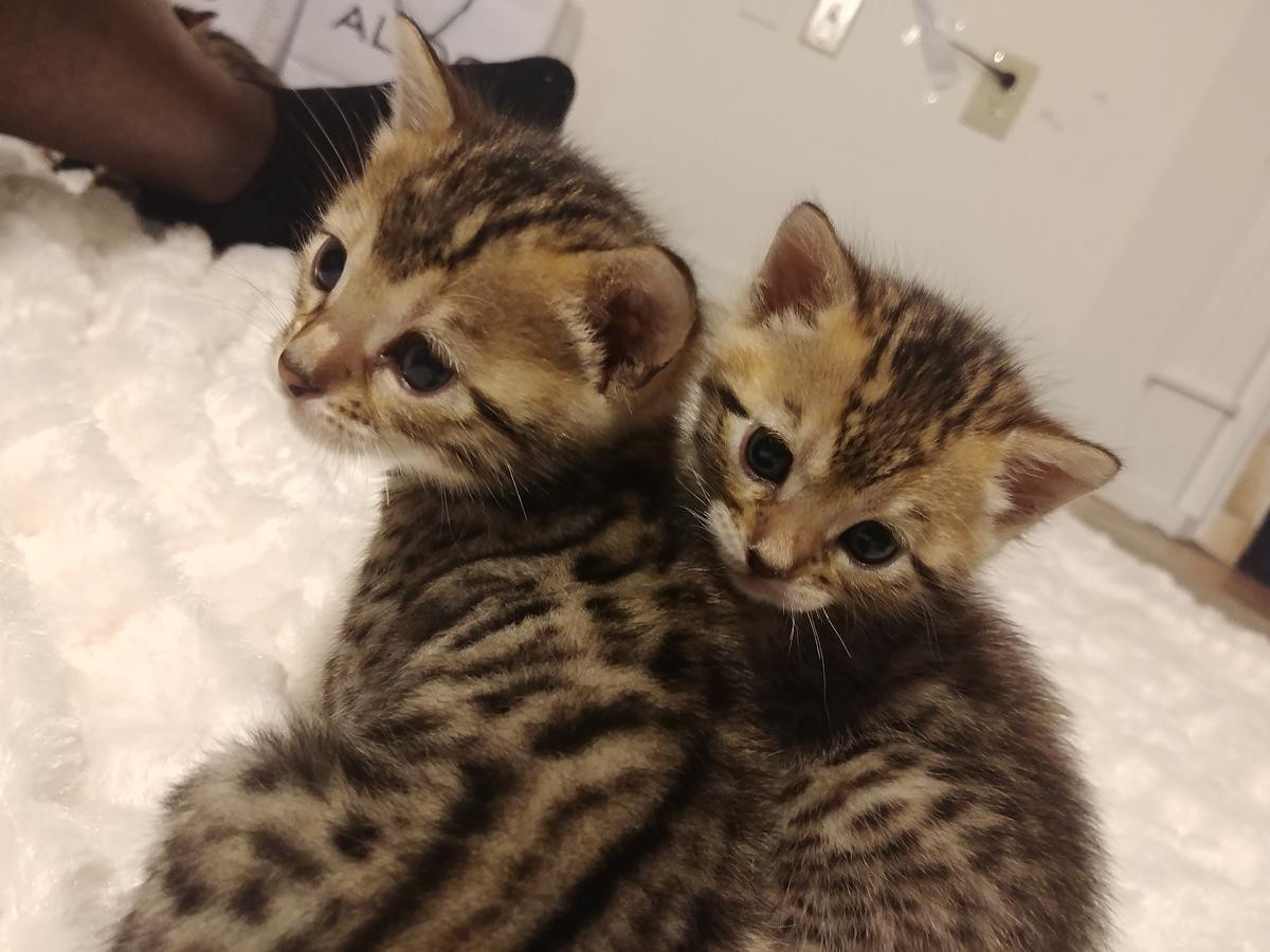 Bengal Cats For Sale Columbus, OH 245372 Petzlover
