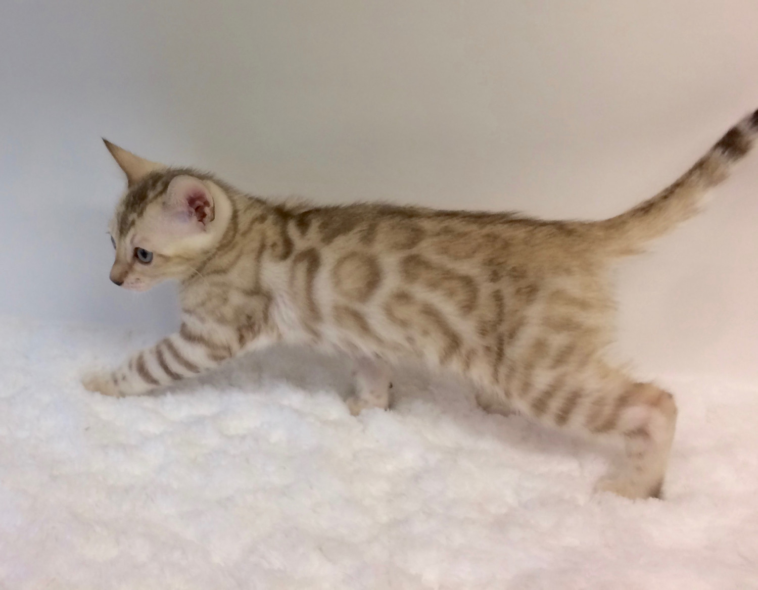 Bengal Cats For Sale Sherwood, OR 246966 Petzlover