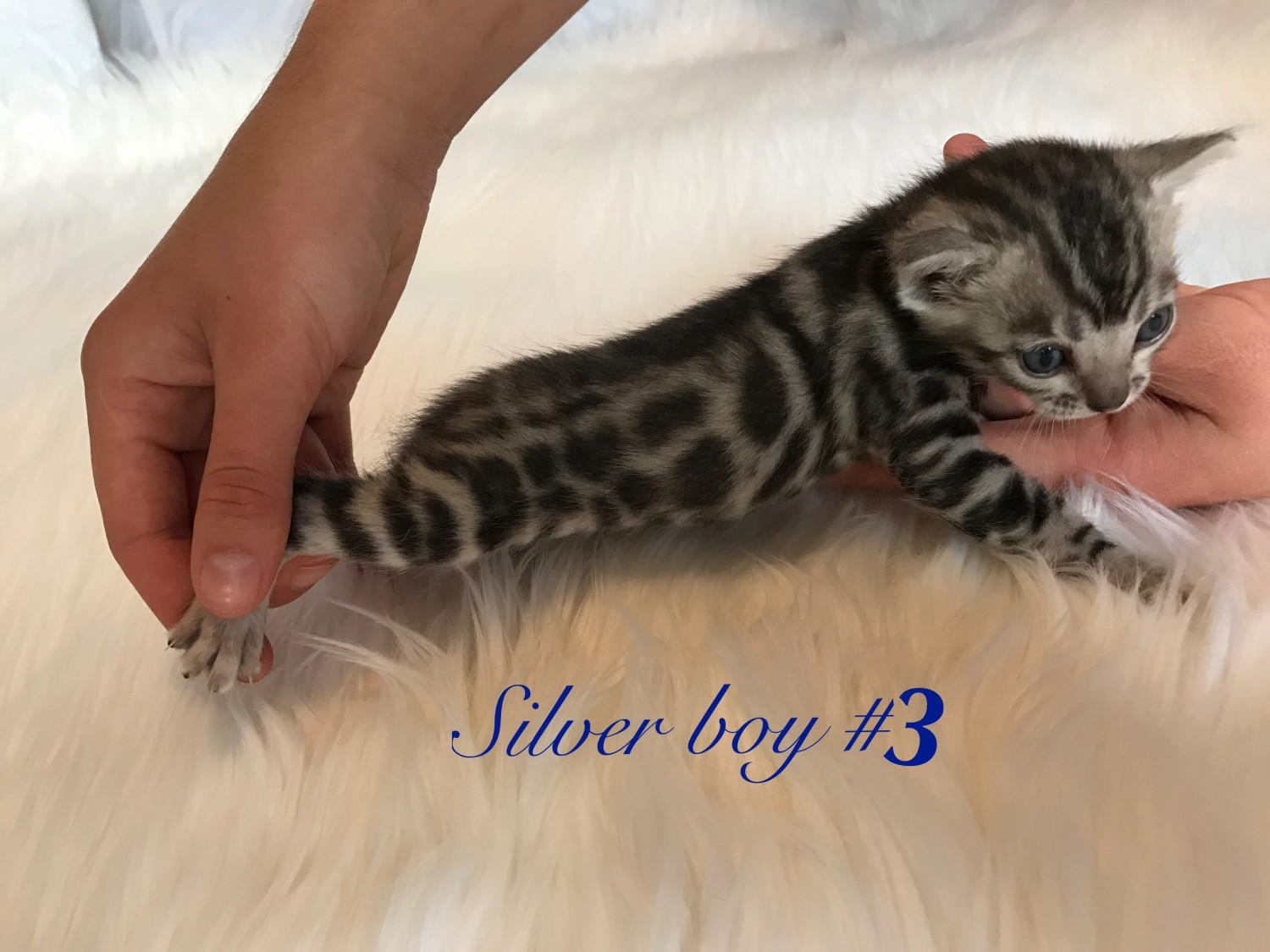 Bengal Cats For Sale Battle Creek, MI 247462 Petzlover