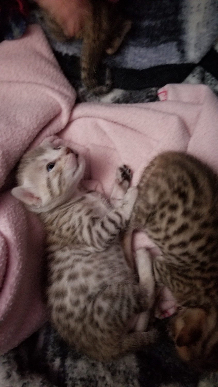 Bengal Cats For Sale Upper Peninsula of Michigan, MI 273796