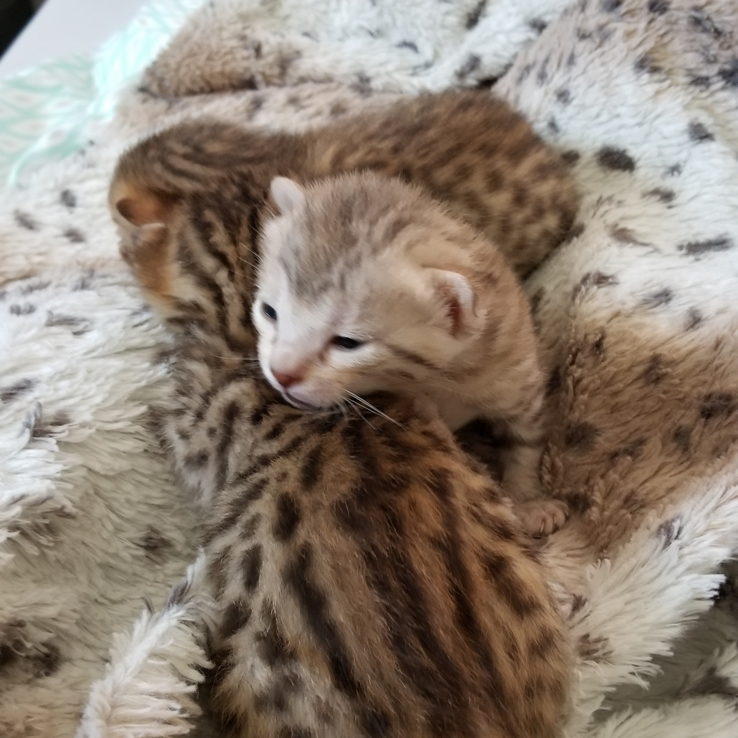 Bengal Cats For Sale Upper Peninsula of Michigan, MI 273796