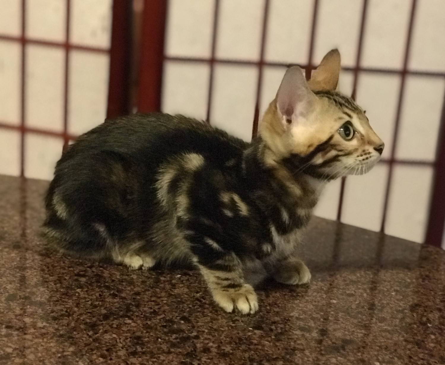 Bengal Cats For Sale Mount Clemens, MI 279365 Petzlover