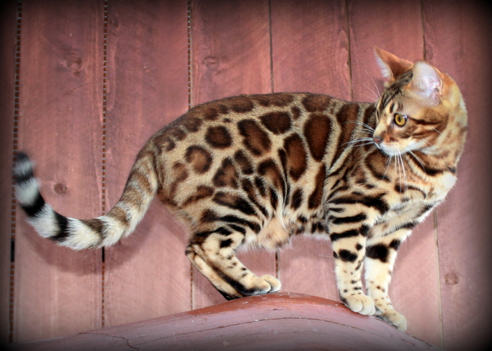 Bengal Cats For Sale San Diego, CA 280093 Petzlover