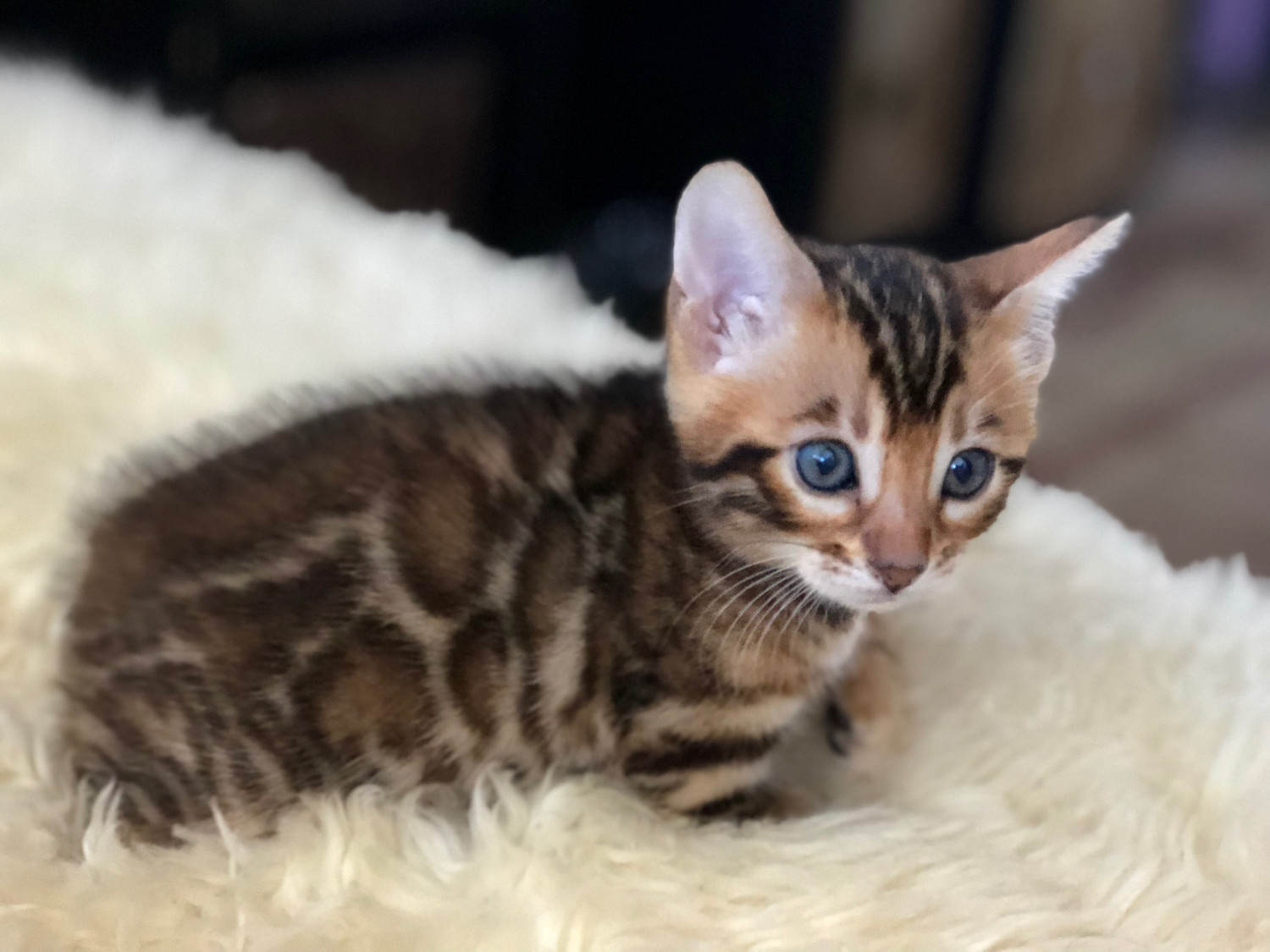 Bengal Cats For Sale | Dayton, OH #287863 | Petzlover