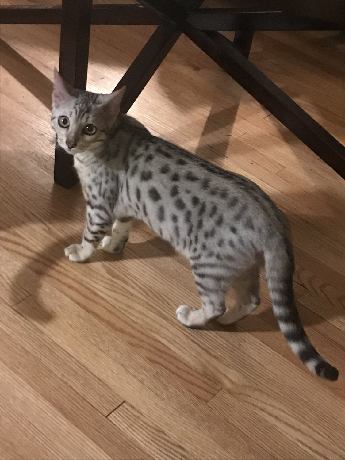 Bengal Cats For Sale Maplewood, MN 288179 Petzlover