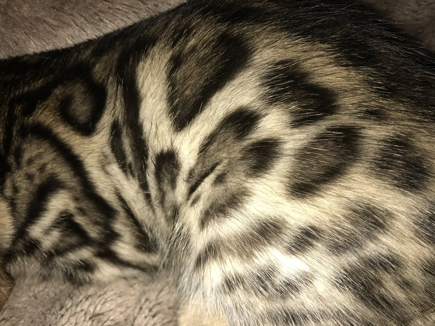 "Bengal" Cats For Sale Manassas, VA 298648 Petzlover