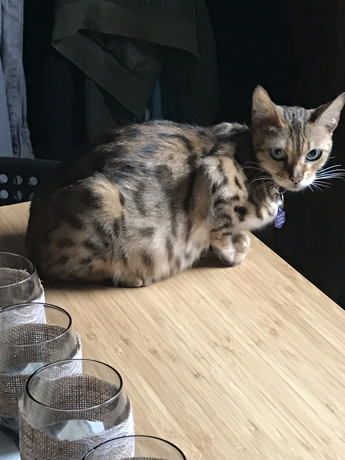 Bengal Cats For Sale | Dayton, OH #300581 | Petzlover
