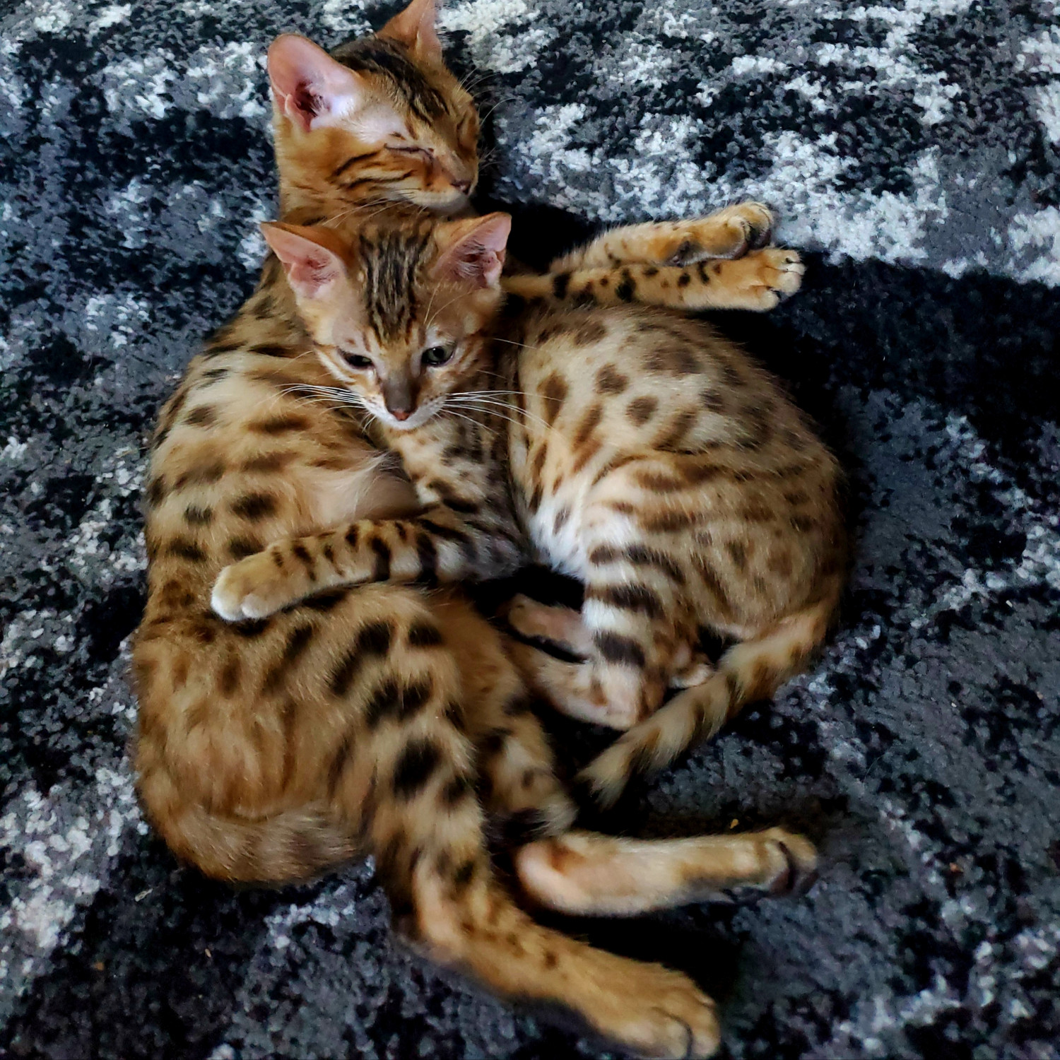 Bengal Cats For Sale North Miami, FL 304192 Petzlover