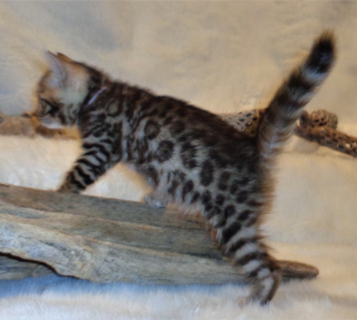 Bengal Cats For Sale Bay City, MI 316037 Petzlover