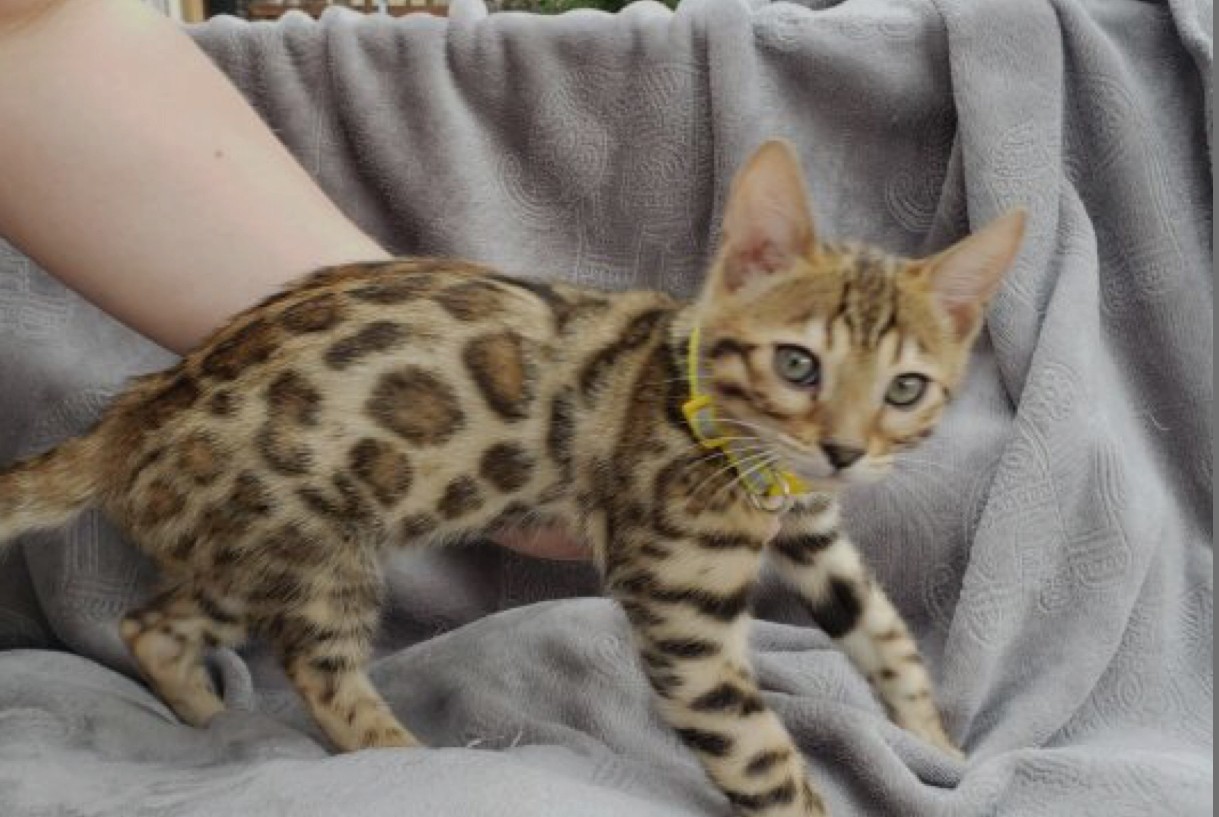 Bengal Cats For Sale Fort Worth, TX 329399 Petzlover