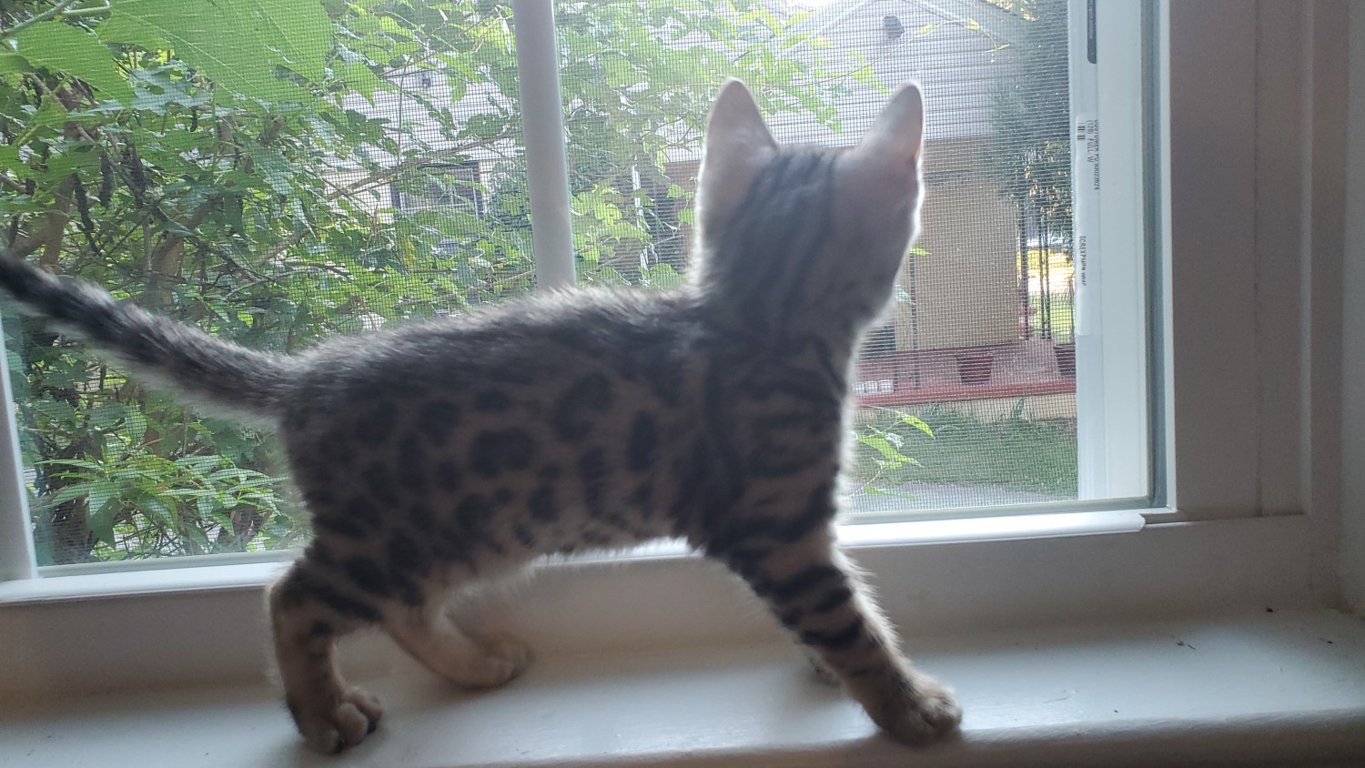 Bengal Cats For Sale Inman, SC 330794 Petzlover