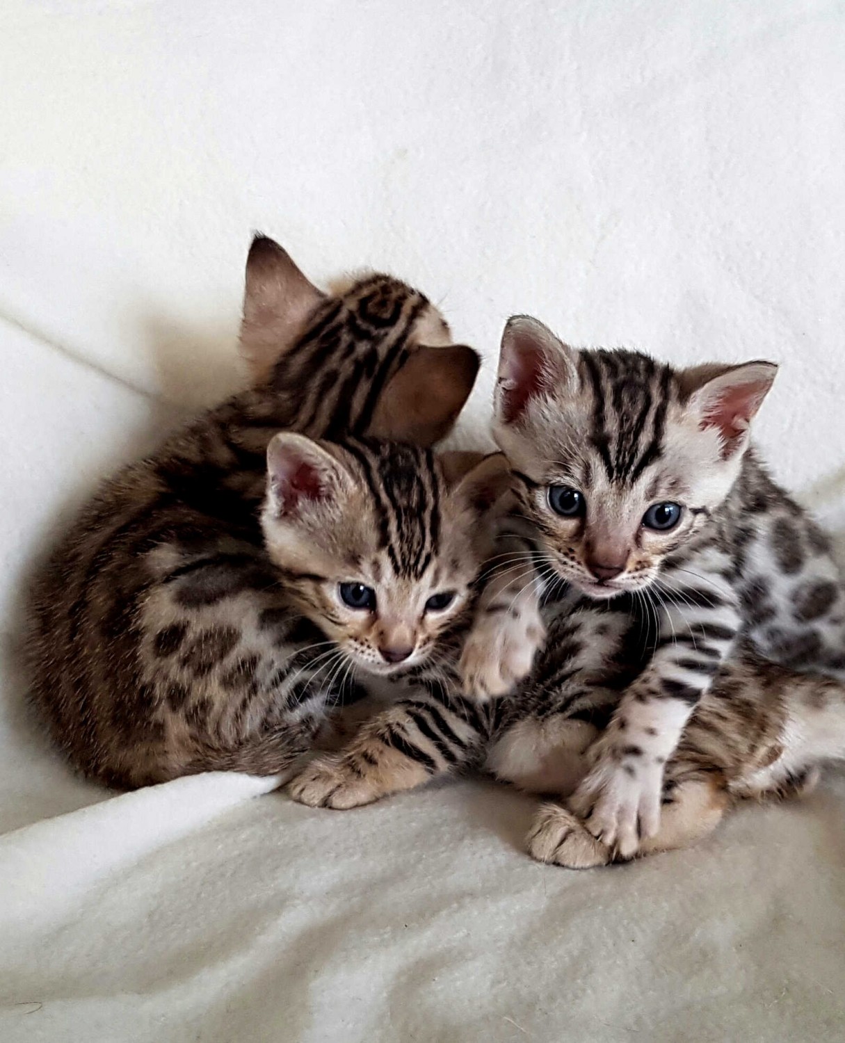 Bengal Cats For Sale Albuquerque, NM 330845 Petzlover