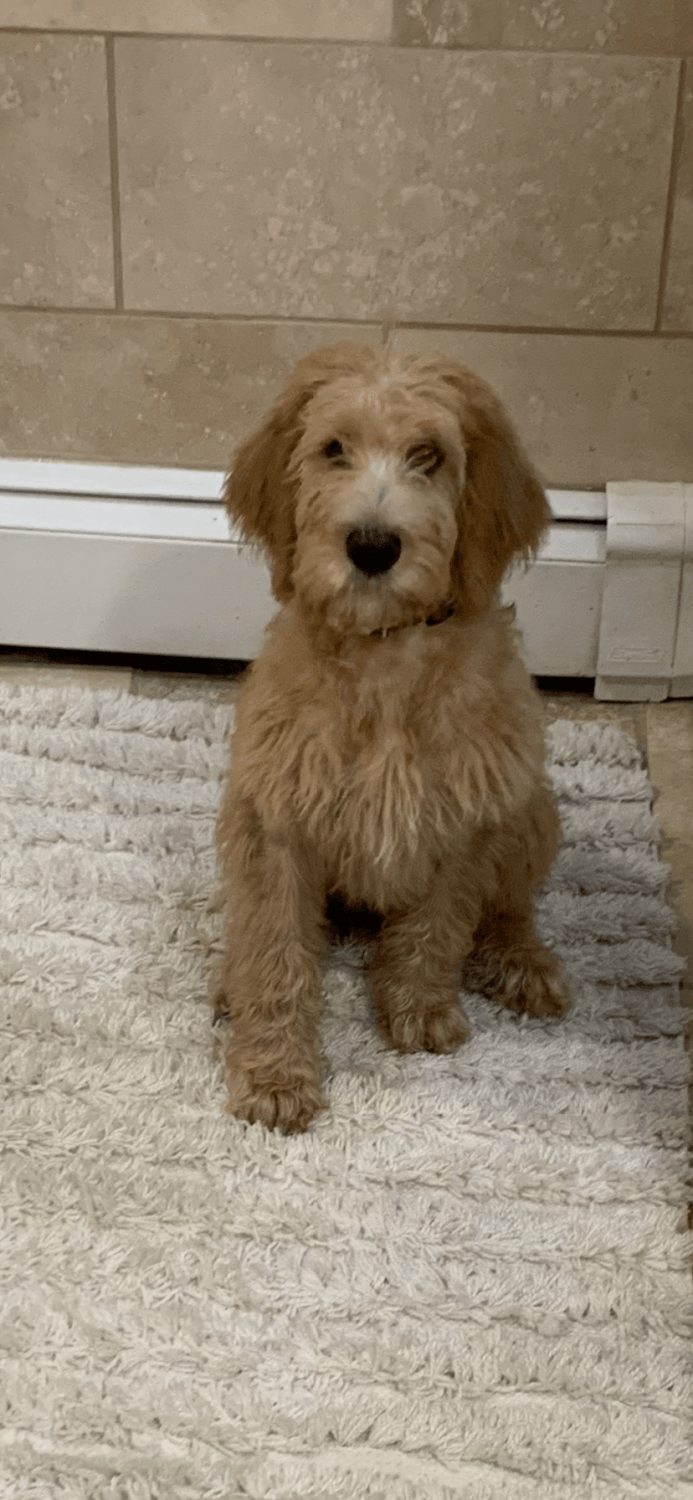 44 Best Pictures Bernedoodle Puppies For Sale In Maine - Mini Bernedoodle Puppies for sale in Pennsylvania - Home ...