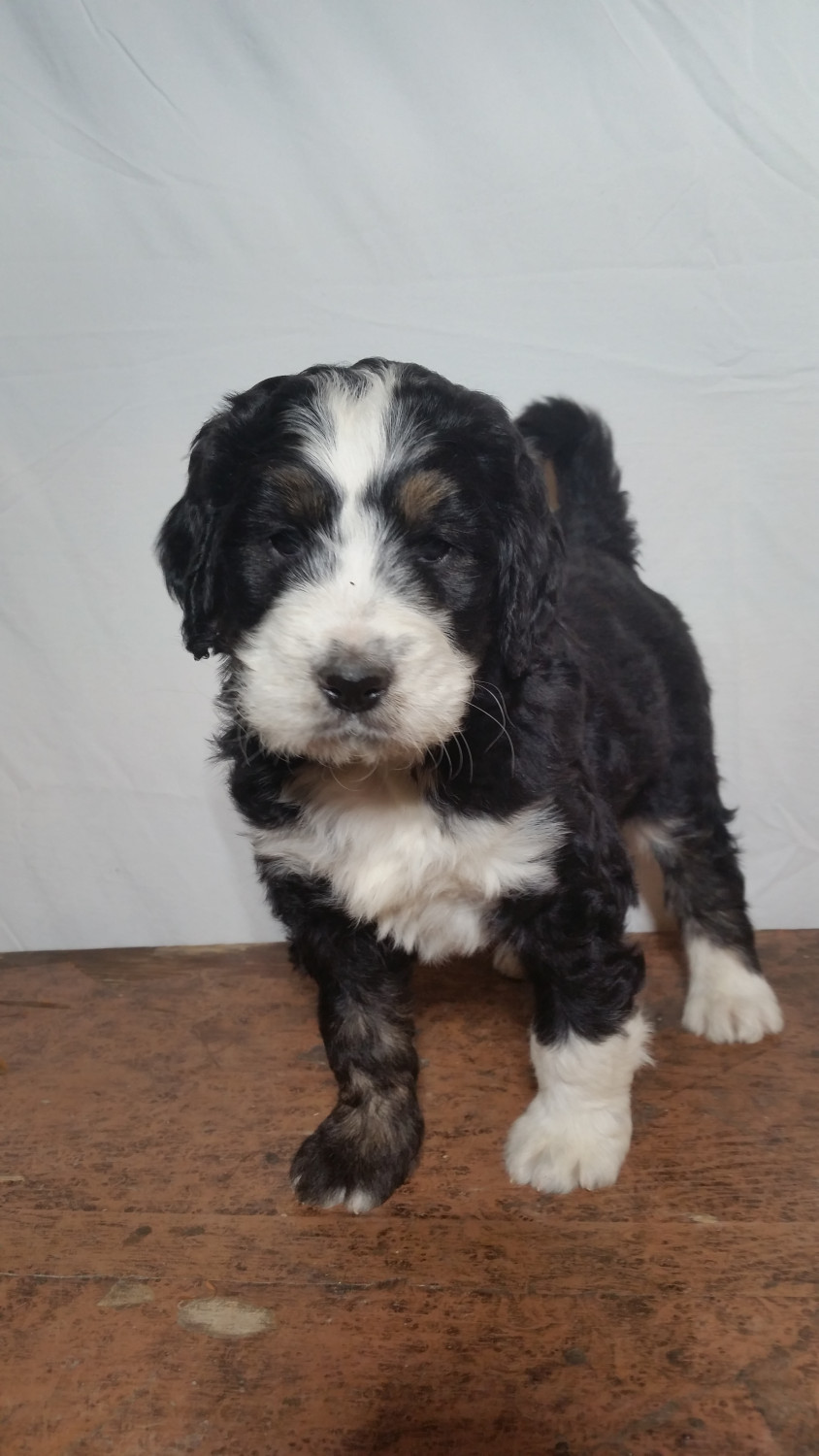 Bernedoodle Puppies For Sale Dundee, OH 289496