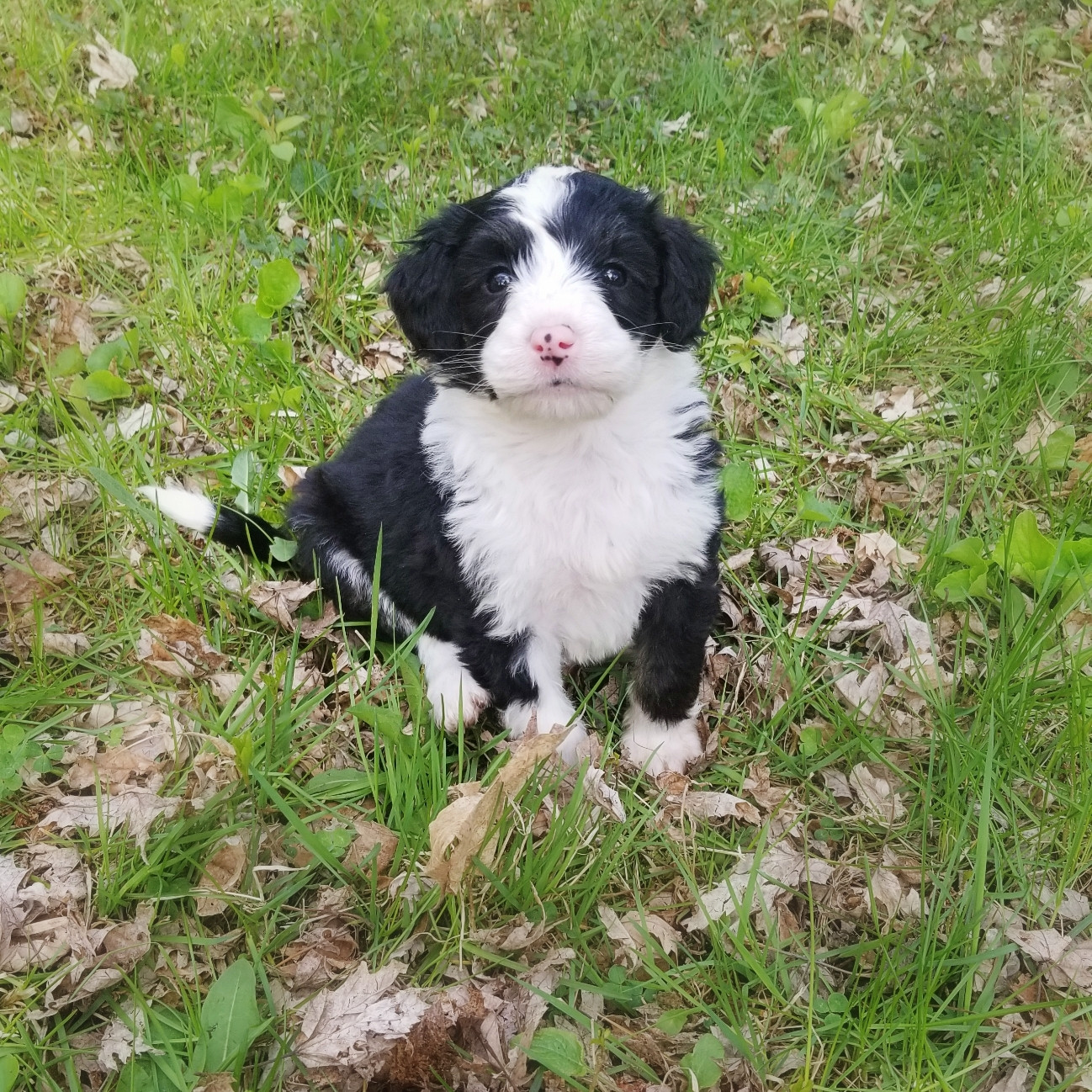 Bernedoodle Puppies For Sale Lincoln Avenue, MN 298196