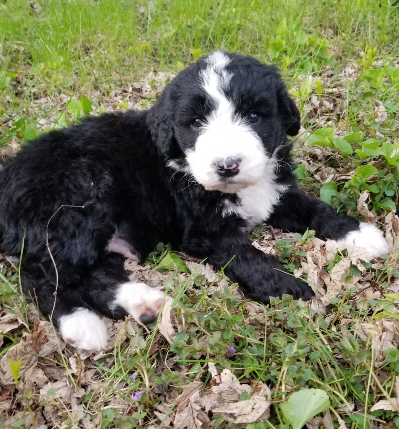 Mini Bernedoodle Puppies For Sale Minnesota