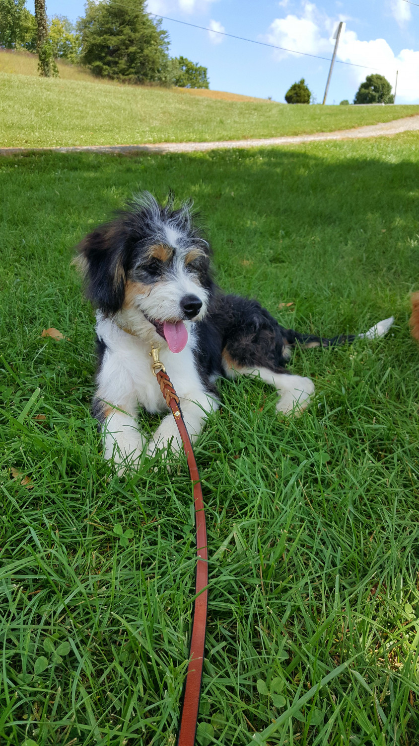 Bernedoodle Puppies For Sale Abingdon, VA 301217