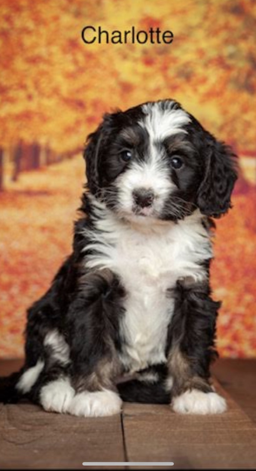 Bernedoodle Puppies For Sale Omaha Ne 321998 Petzlover