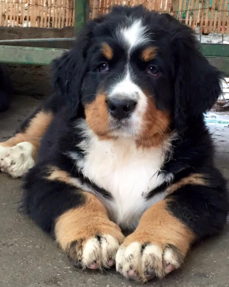 Bernese Mountain Dog Puppies For Sale Anchorage, AK 109504