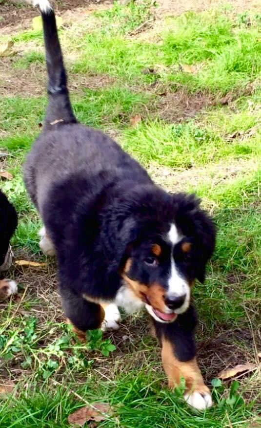 Bernese Mountain Dog Puppies For Sale Portland, OR 110268