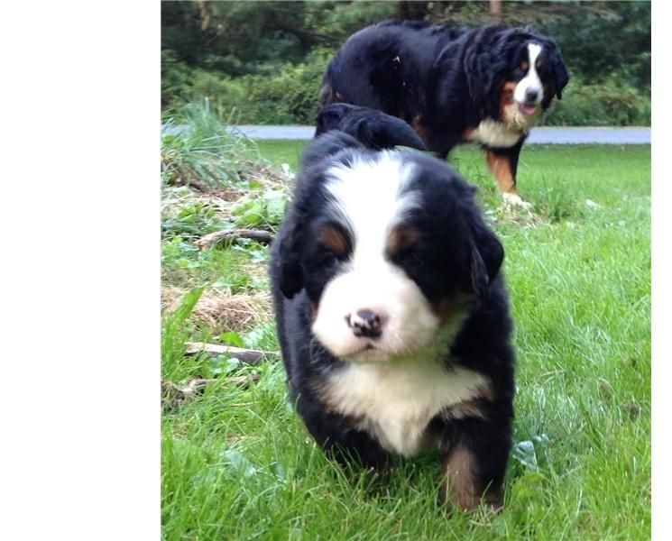 Bernese Mountain Dog Puppies For Sale Kent, WA 110283