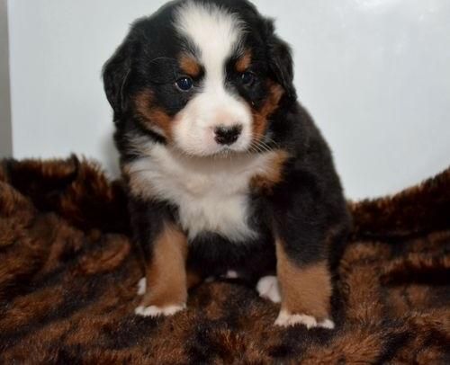 Bernese Mountain Dog Puppies For Sale Jacksonville, FL