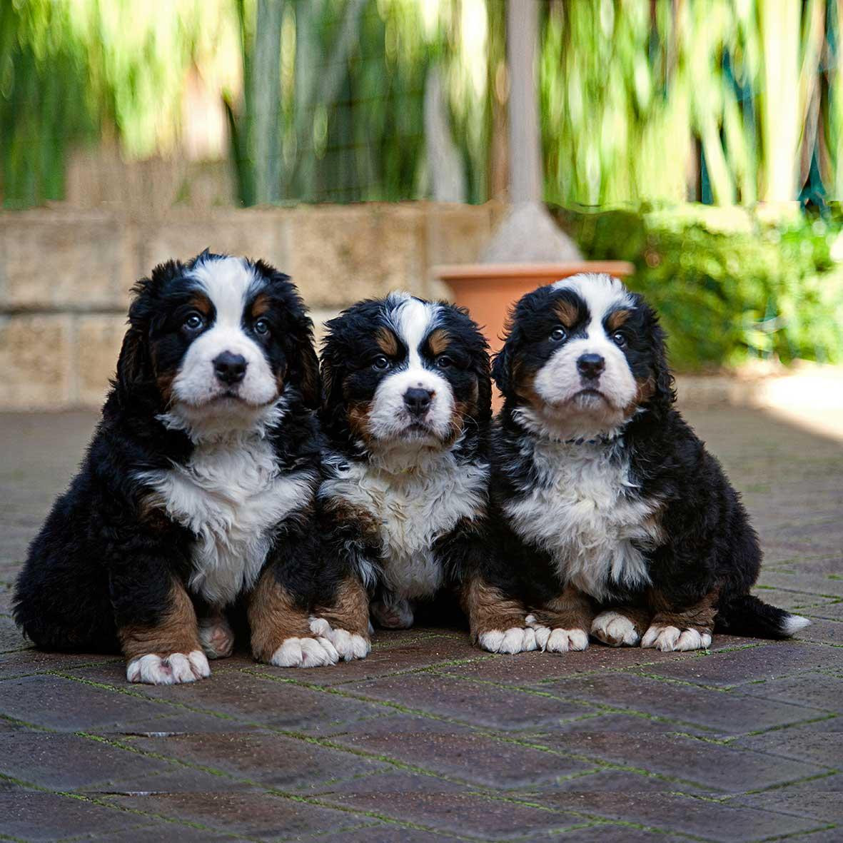 Bernese Mountain Dog Puppies For Sale Thornton, CO 153350