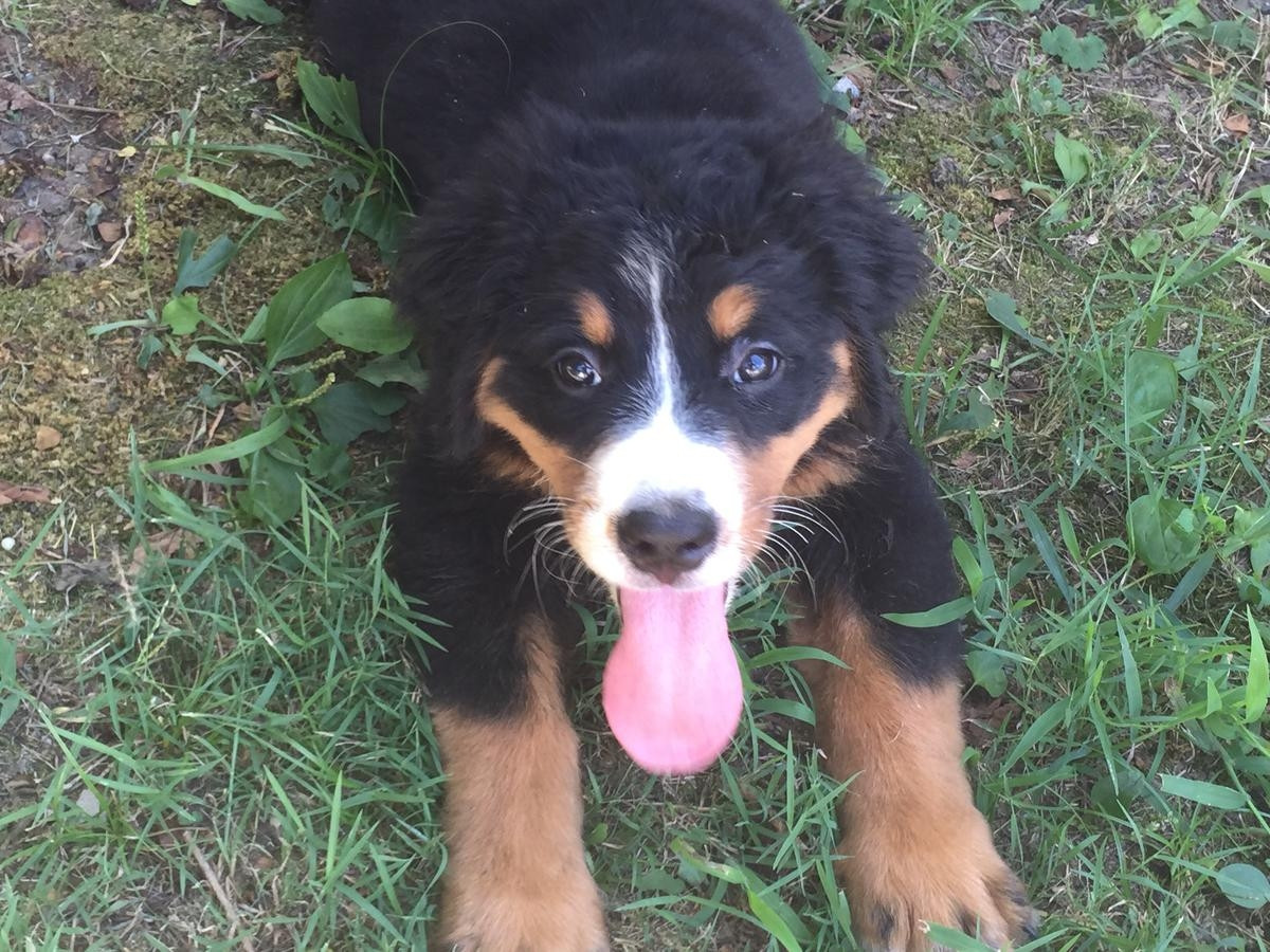 Bernese Mountain Dog Puppies For Sale Burbank, CA 159557