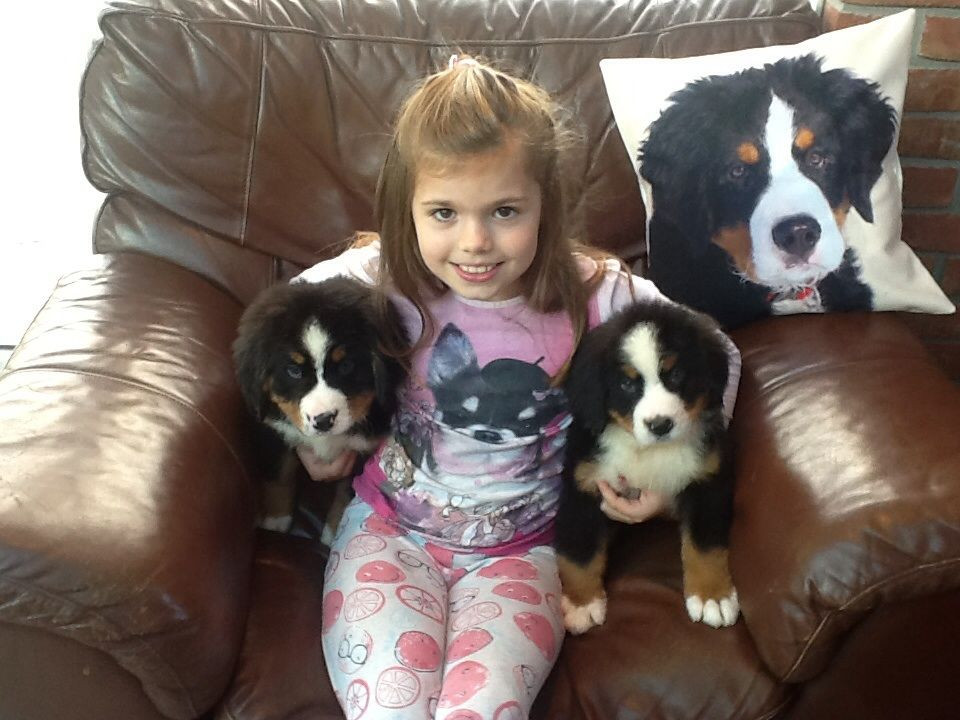 Bernese Mountain Dog Puppies For Sale Orange County, CA