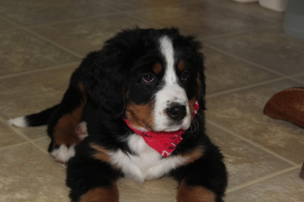 Bernese Mountain Dog Puppies For Sale Los Angeles, CA