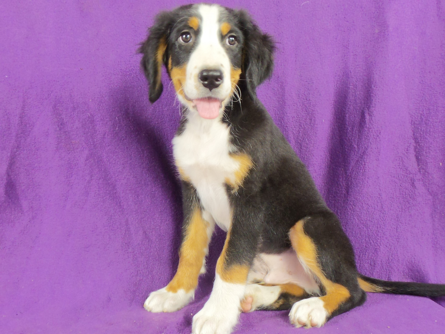 Bernese Mountain Dog Puppies For Sale Iowa 22, IA 220811
