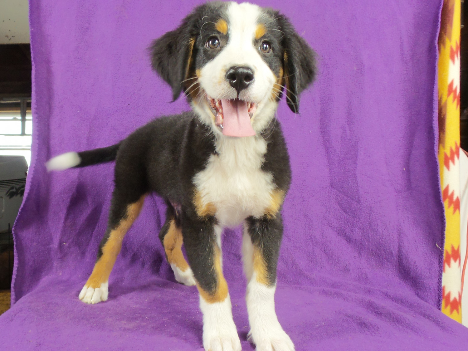 Bernese Mountain Dog Puppies For Sale Iowa 22, IA 220815