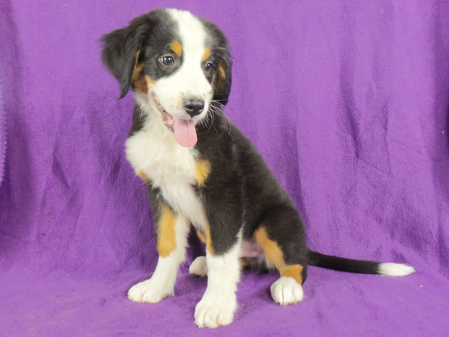 Bernese Mountain Dog Puppies For Sale Iowa 22, IA 220815