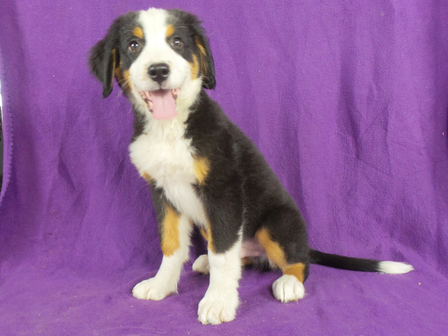 Bernese Mountain Dog Puppies For Sale Iowa 22, IA 220815